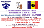 В Сливен започва XIV кастрационен маратон на дворни кучета и котки